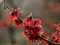 Hamamelis Diane 2016 01 23 9146
